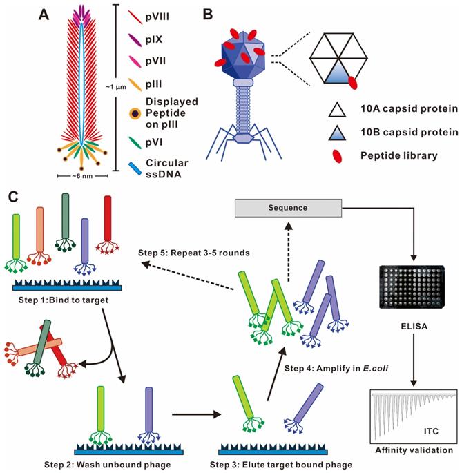 Theranostics Image