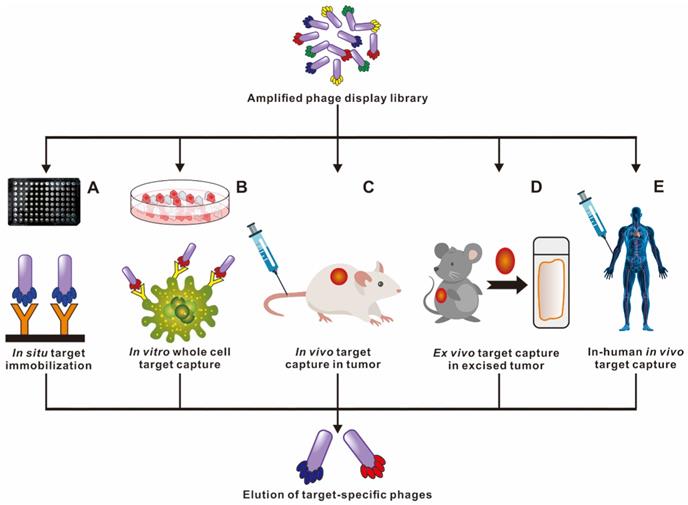 Theranostics Image