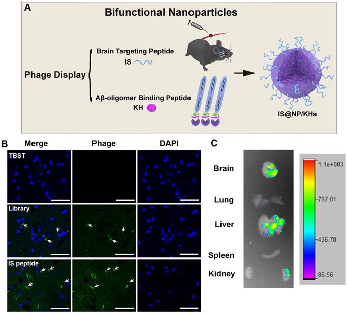 Theranostics Image