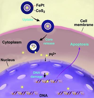 Theranostics Image