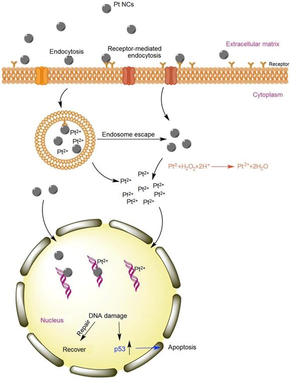 Theranostics Image