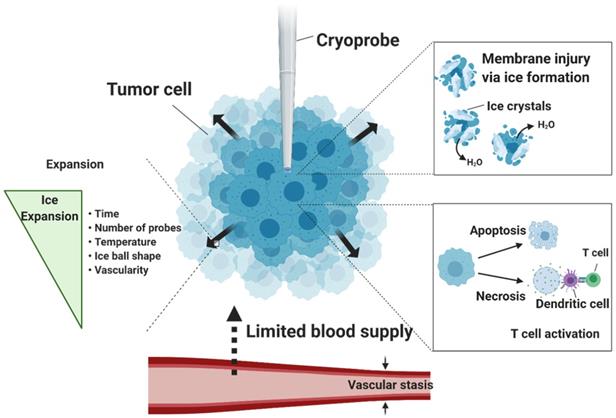 Theranostics Image