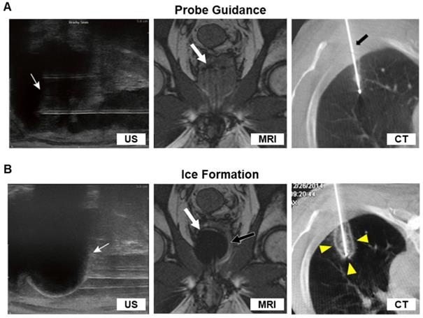 Theranostics Image