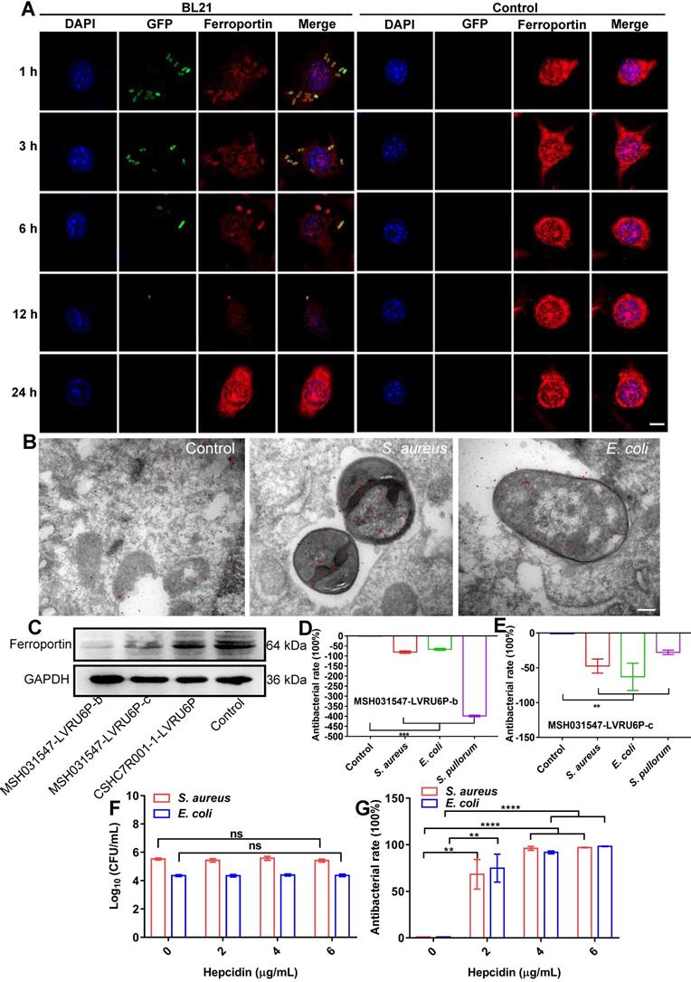 Theranostics Image