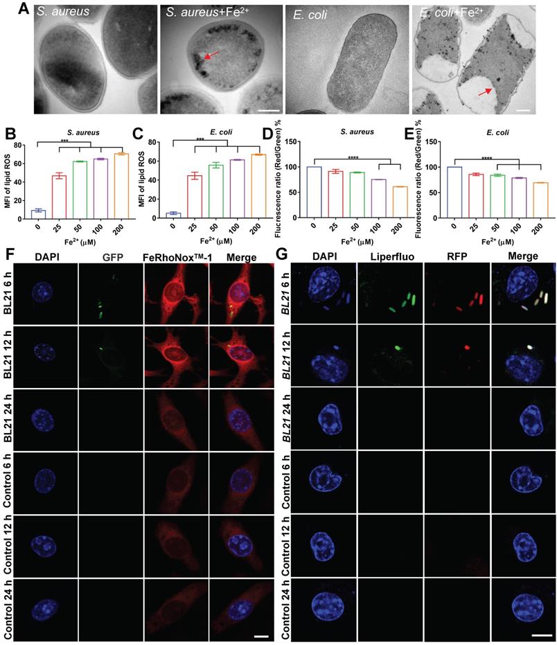 Theranostics Image