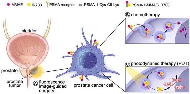 Theranostics Image