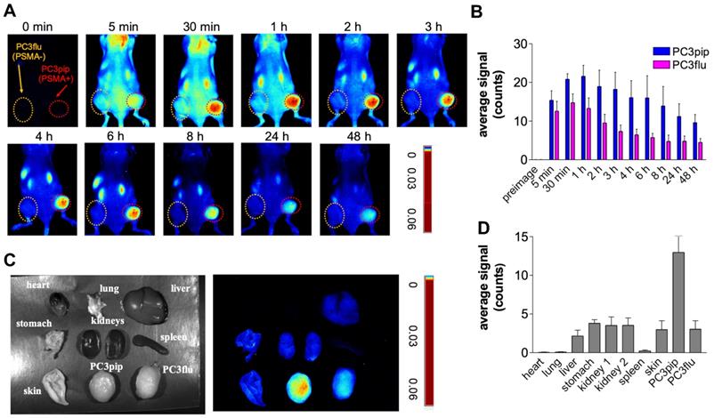 Theranostics Image