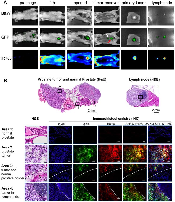 Theranostics Image