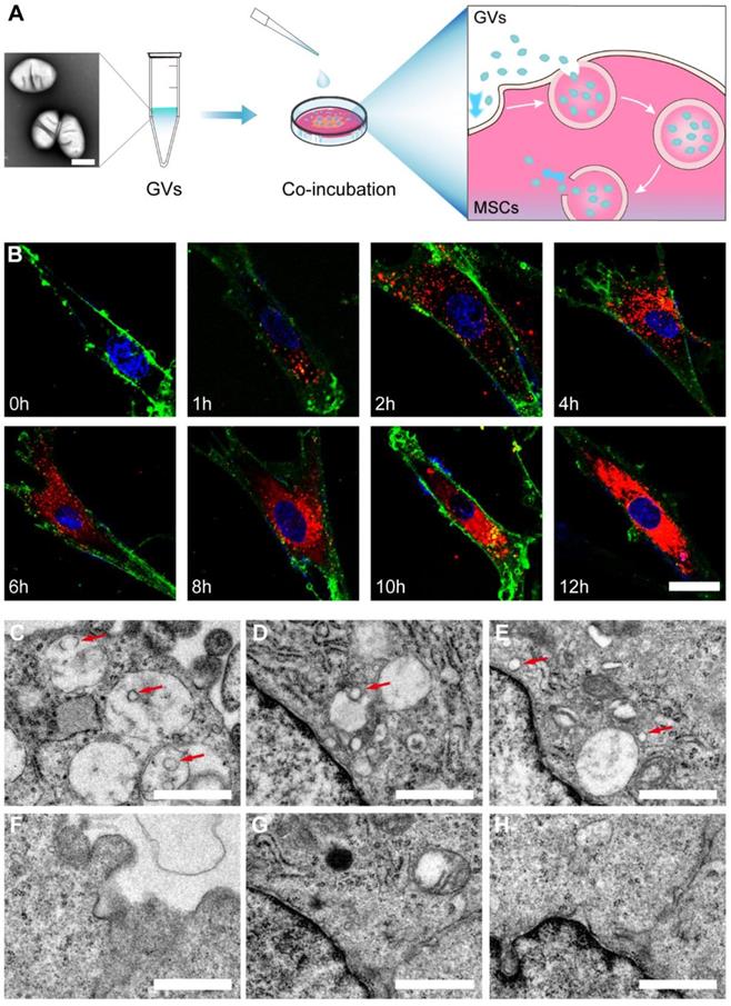 Theranostics Image