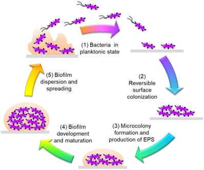 Theranostics Image