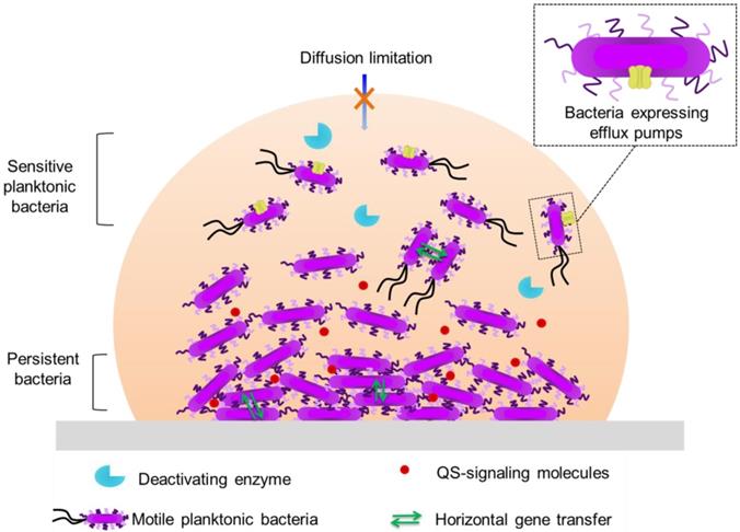 Theranostics Image