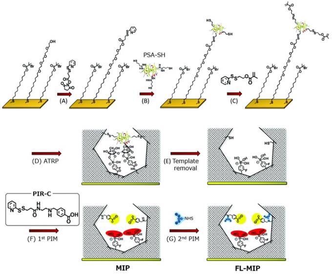 Theranostics Image