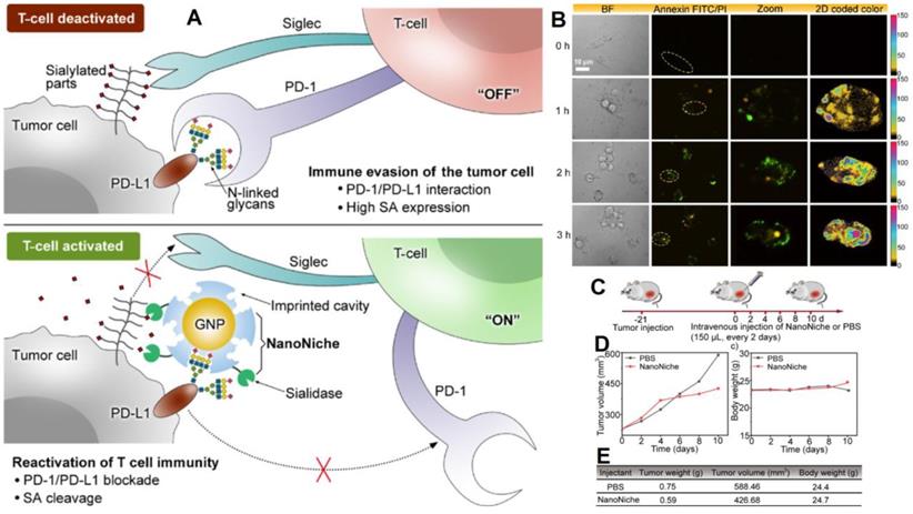 Theranostics Image