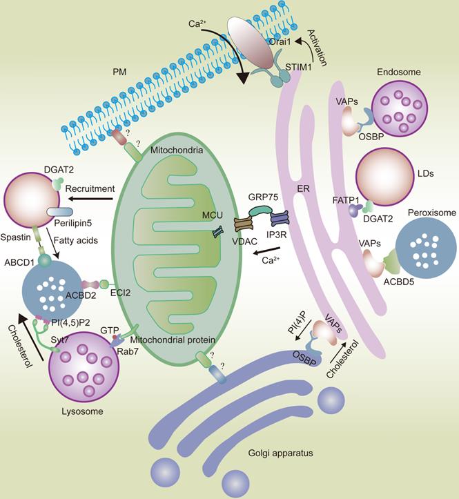 Theranostics Image