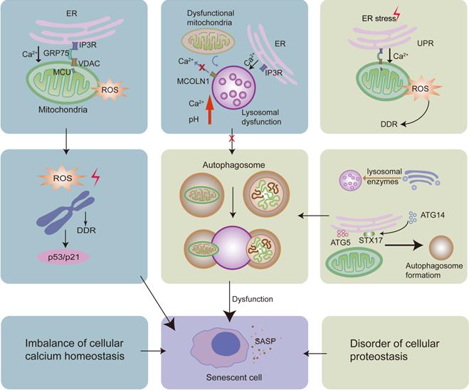 Theranostics Image