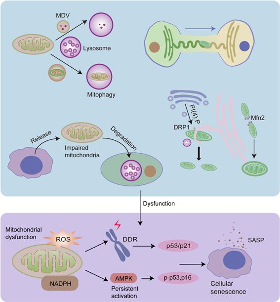 Theranostics Image