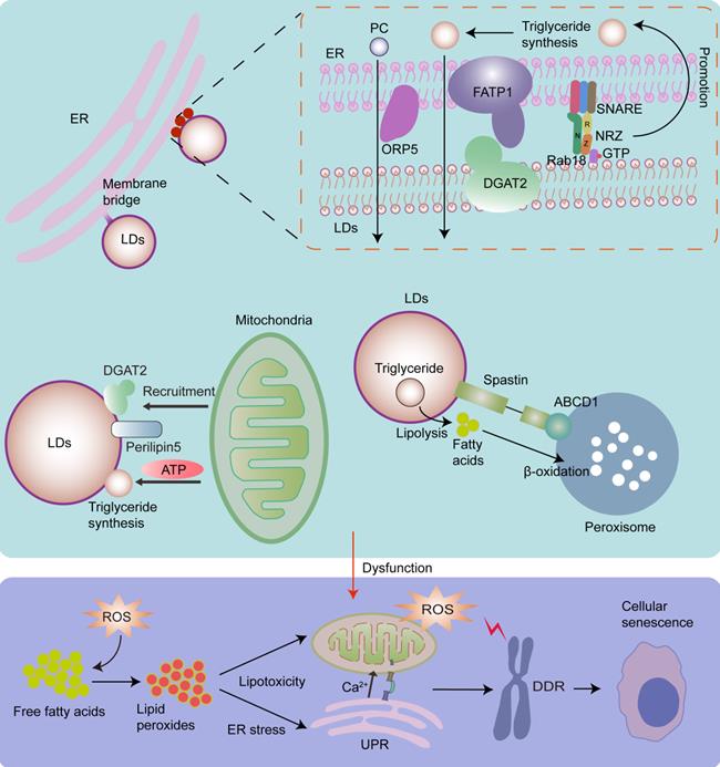 Theranostics Image