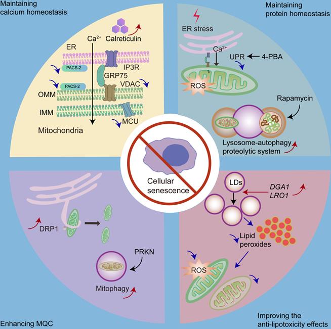 Theranostics Image