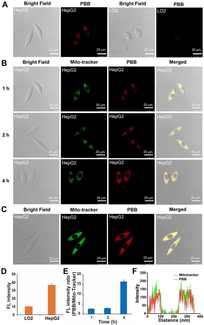 Theranostics Image