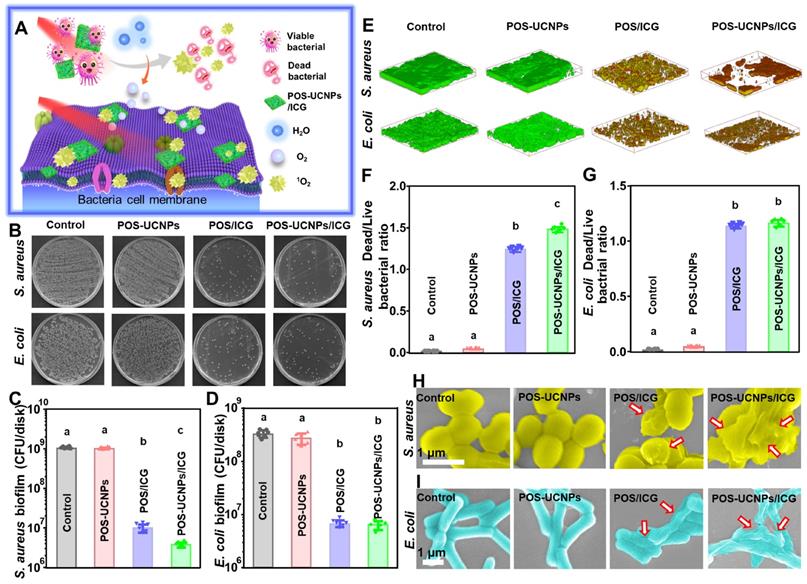 Theranostics Image