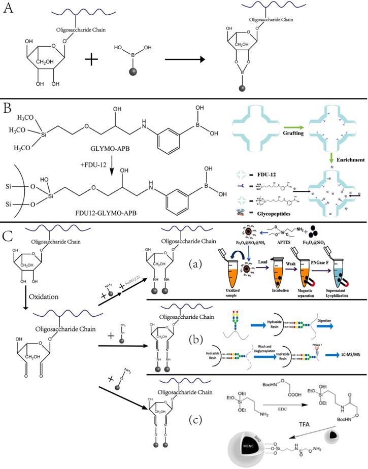 Theranostics Image