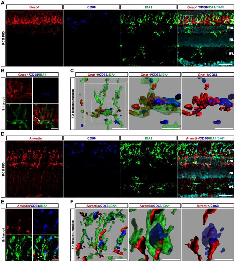 Theranostics Image