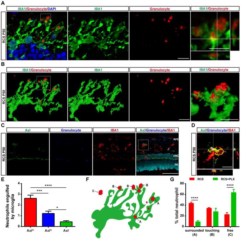 Theranostics Image