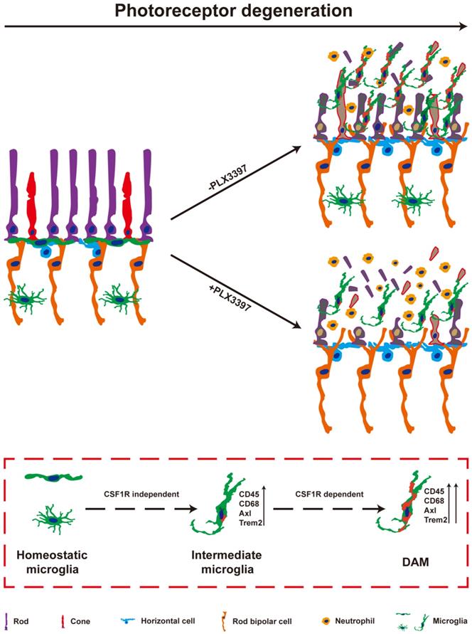 Theranostics Image