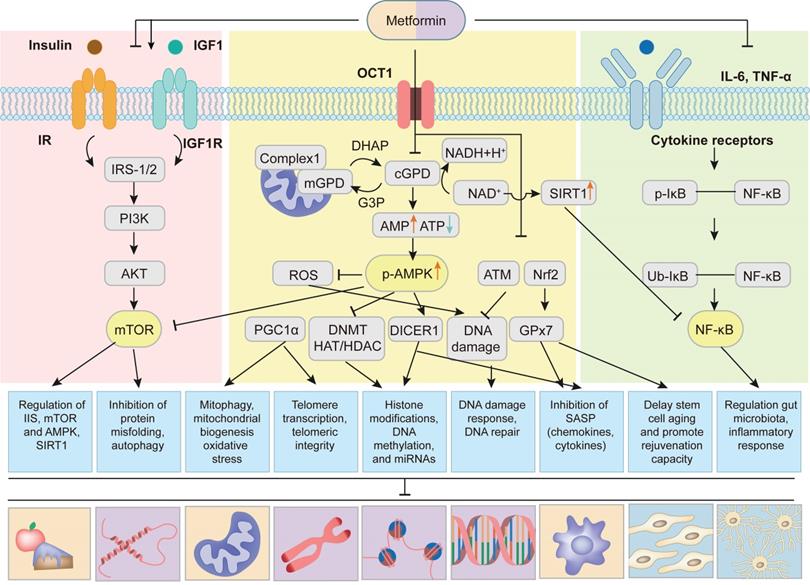 Theranostics Image