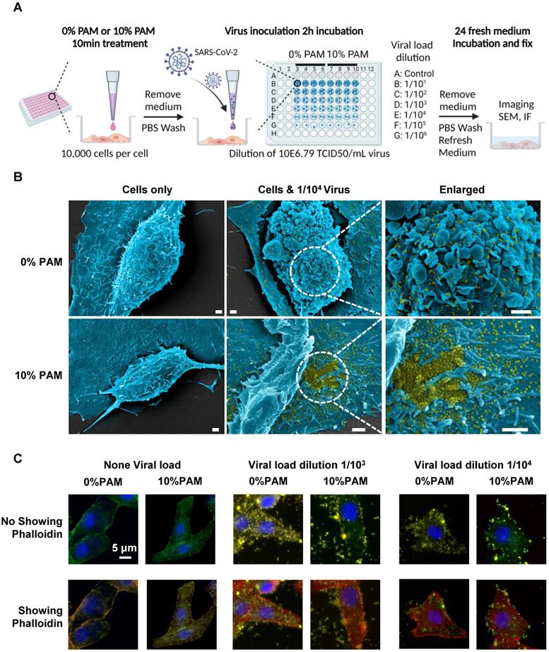 Theranostics Image