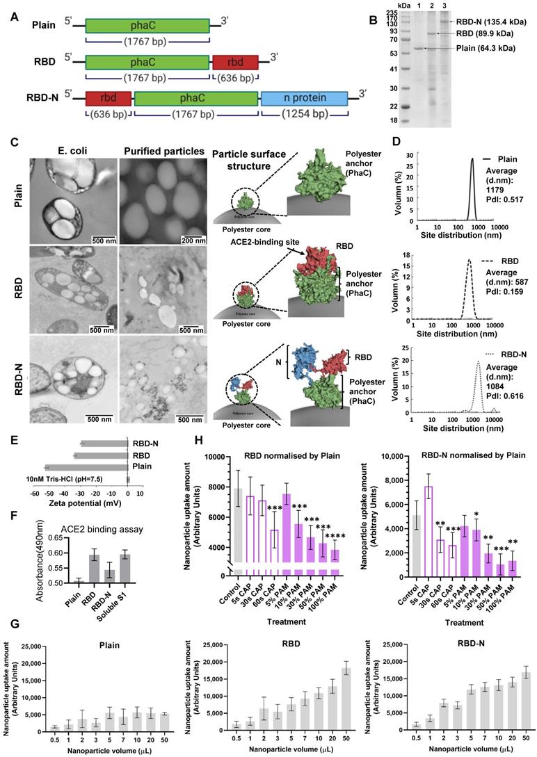 Theranostics Image