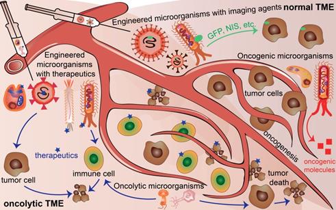 Theranostics Image