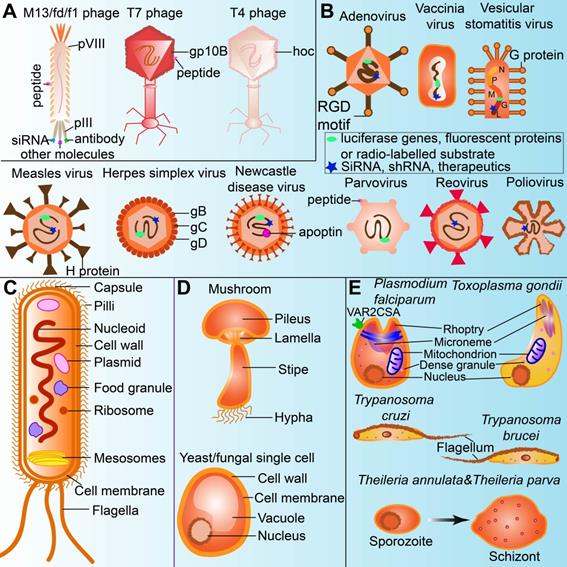 Theranostics Image