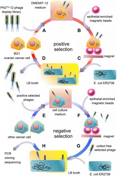 Theranostics Image