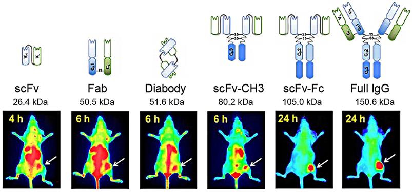 Theranostics Image