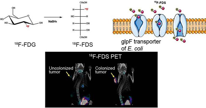 Theranostics Image