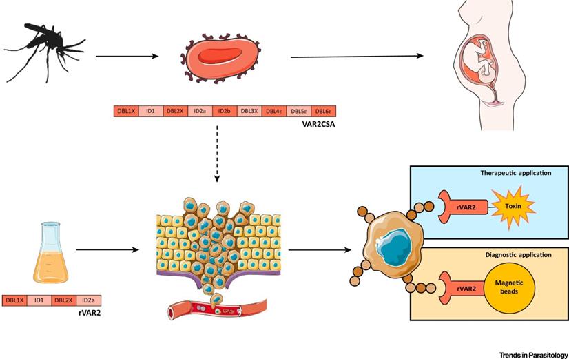 Theranostics Image