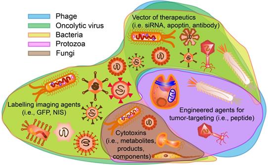 Theranostics Image