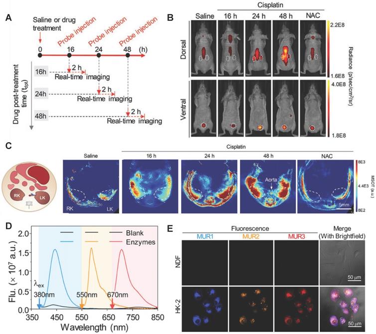 Theranostics Image