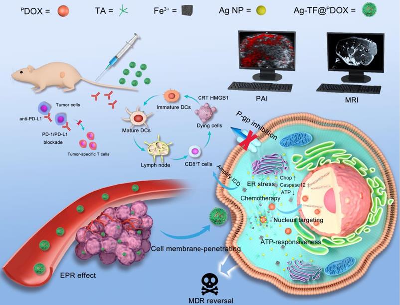 Theranostics Image