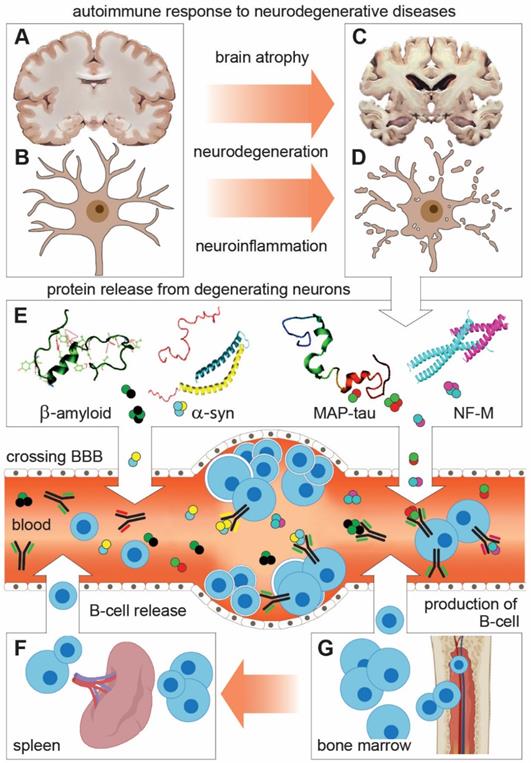 Theranostics Image