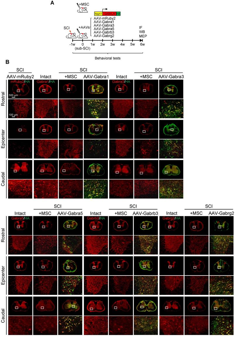 Theranostics Image