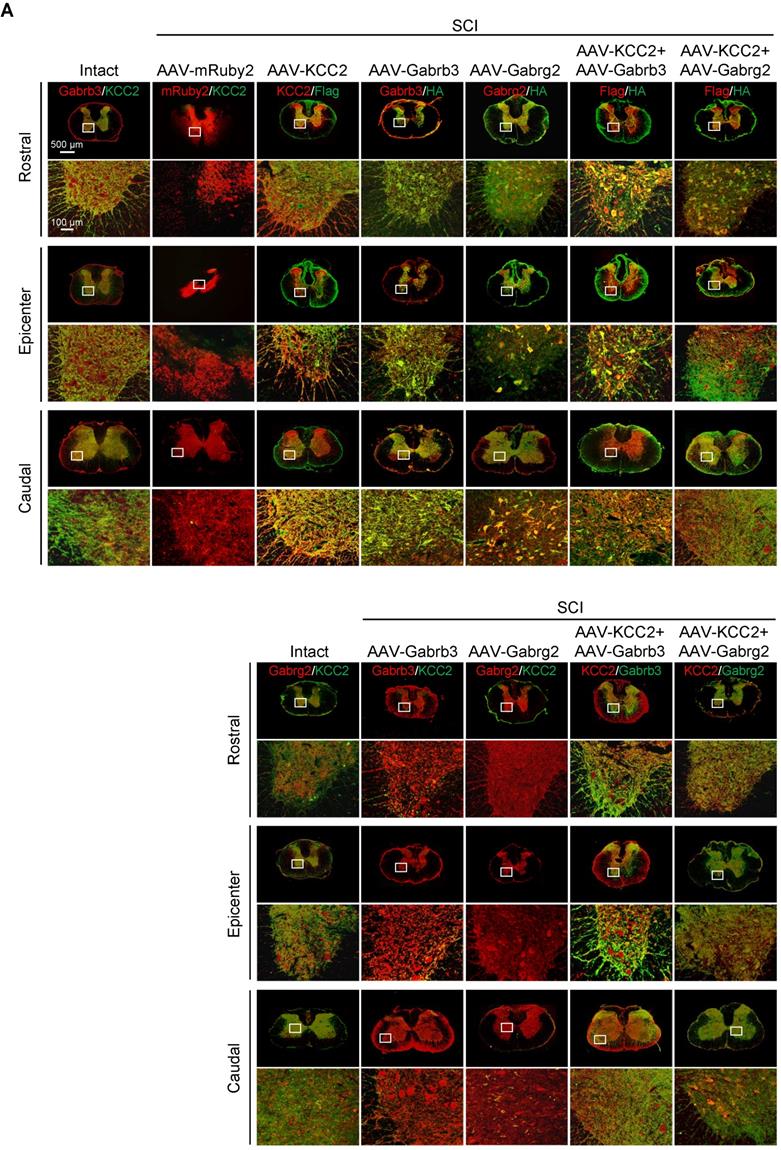 Theranostics Image