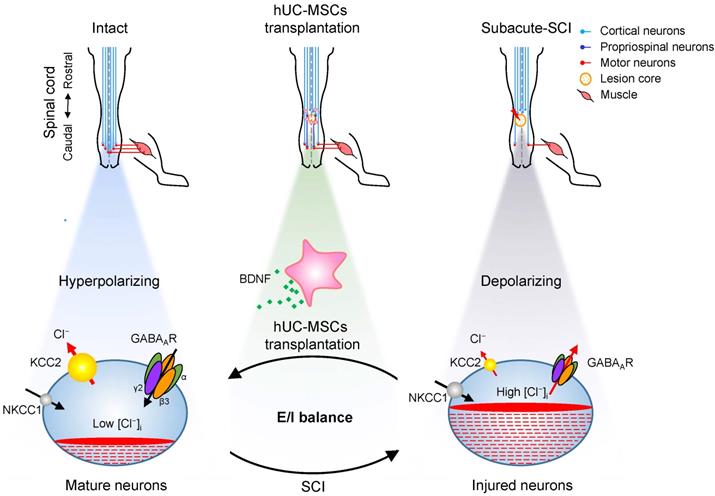 Theranostics Image