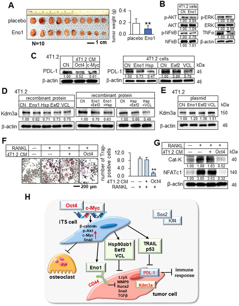 Theranostics Image