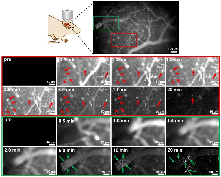 Theranostics Image