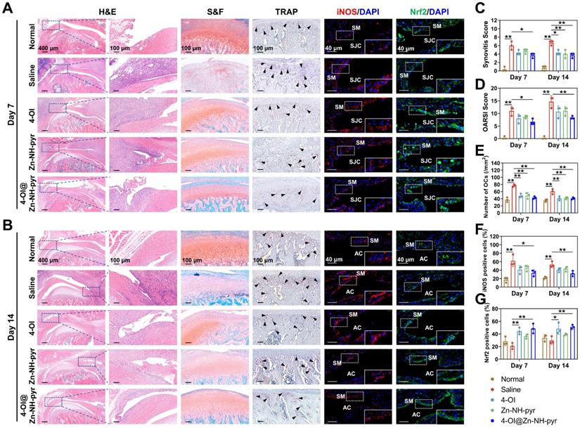 Theranostics Image