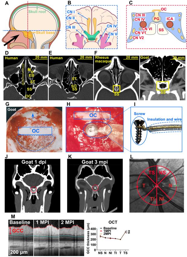 Theranostics Image