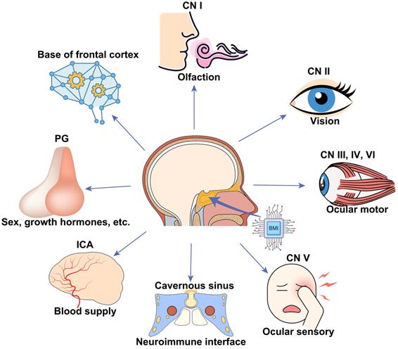 Theranostics Image