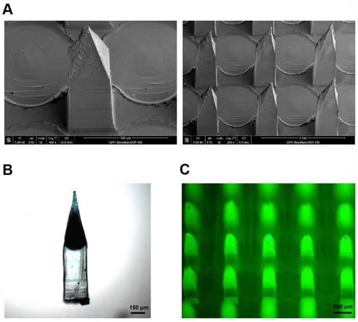 Theranostics Image